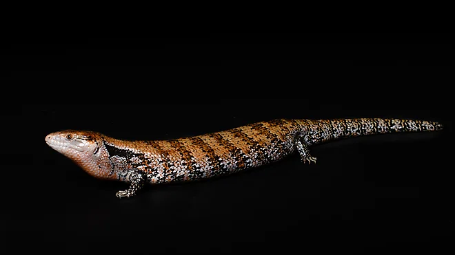 Blue-tongued skink (Tiliqua scincoides)