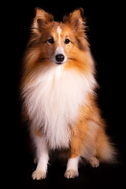 Shetland Sheepdog