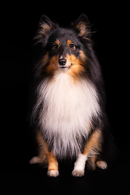 Shetland Sheepdog