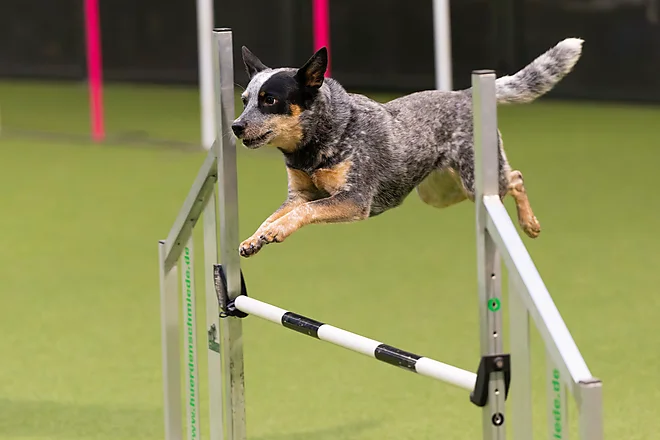 Agility Masters 2025