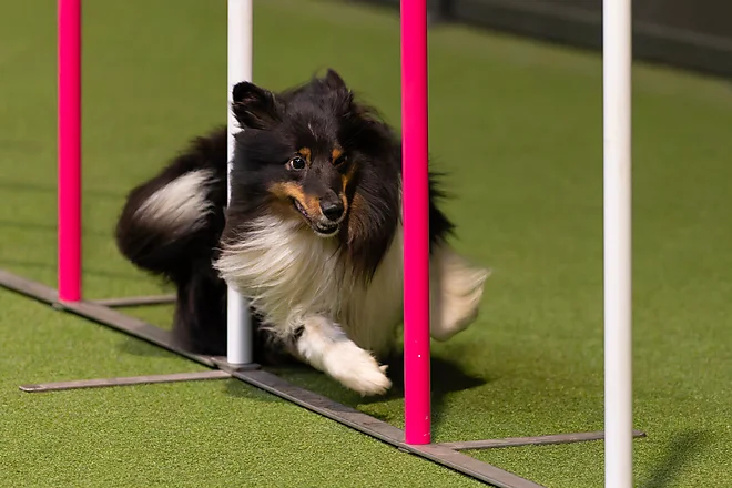 Agility Masters 2025