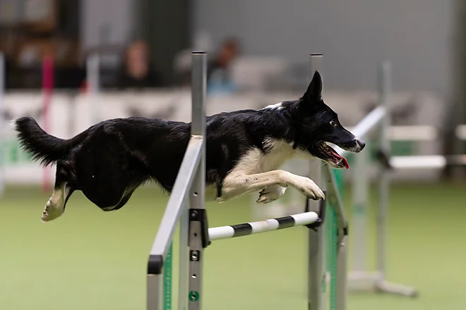 Agility Masters 2025