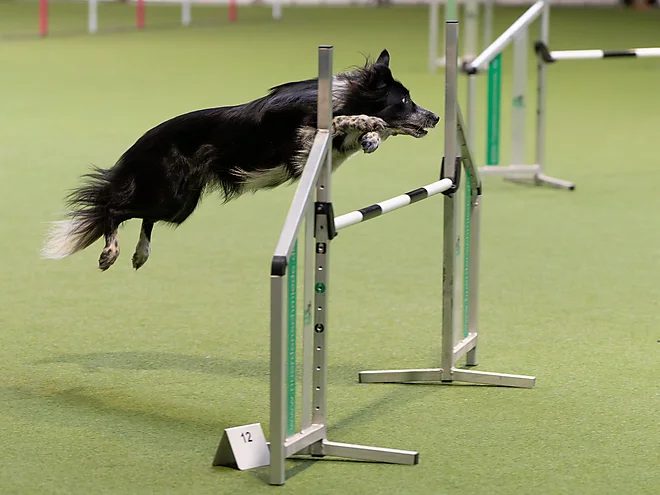 Agility Masters 2025