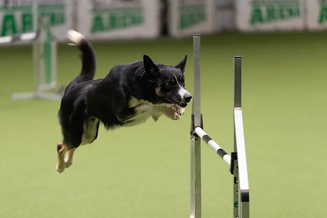 Agility Masters 2025