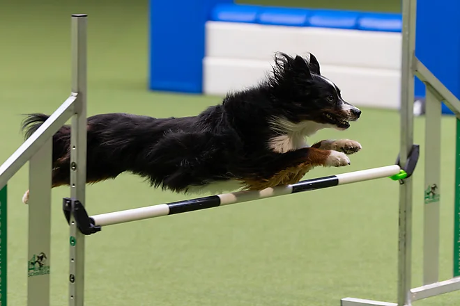 Agility Masters 2025
