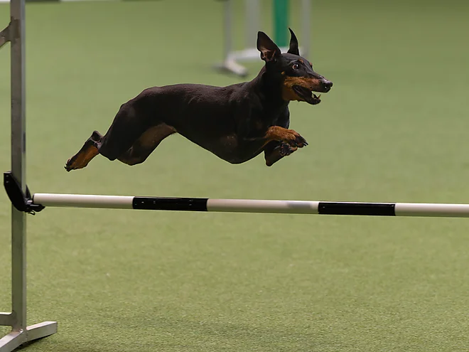 Agility Masters 2025