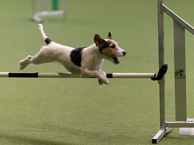 Agility Masters 2025
