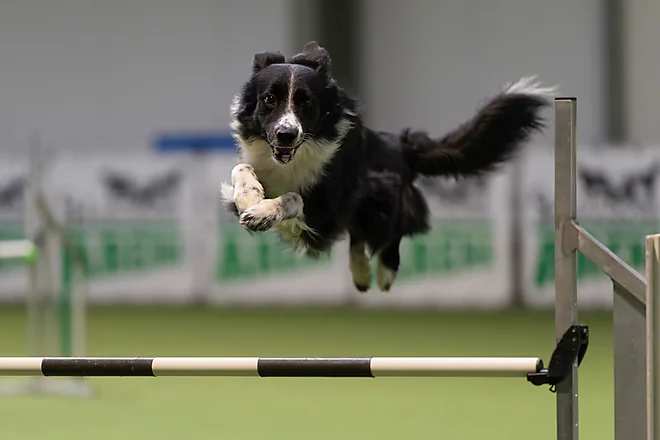 Agility Masters 2025