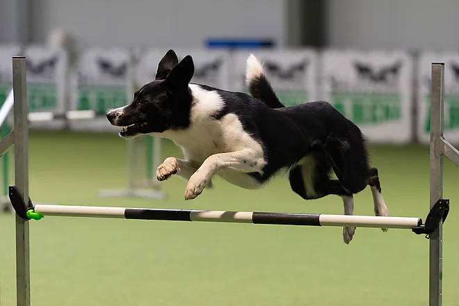 Agility Masters 2025