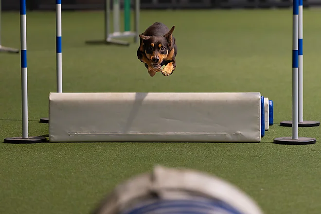 Agility Masters 2025