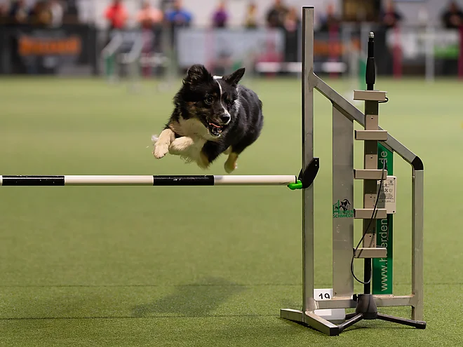 Agility Masters 2025