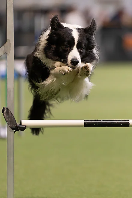 Agility Masters 2025