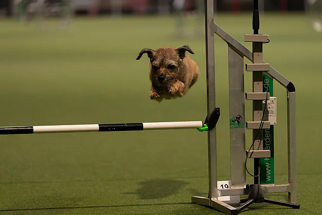 Agility Masters 2025