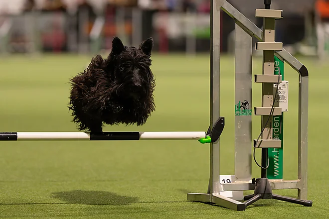Agility Masters 2025
