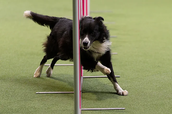 Agility Masters 2025