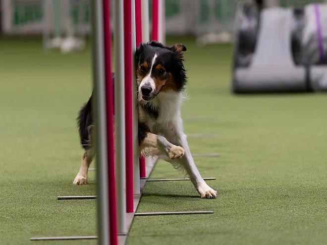 Agility Masters 2025