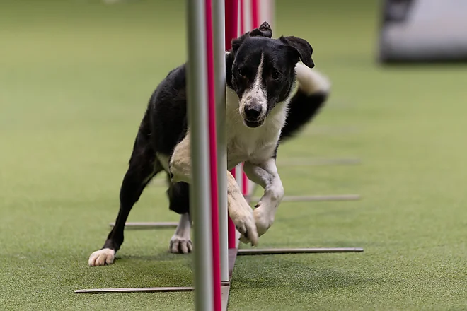 Agility Masters 2025