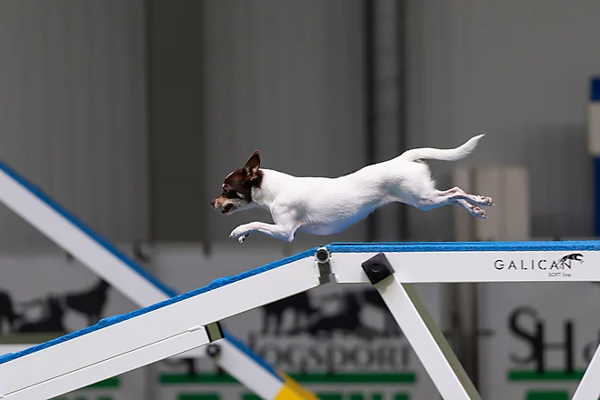 Agility Masters 2025