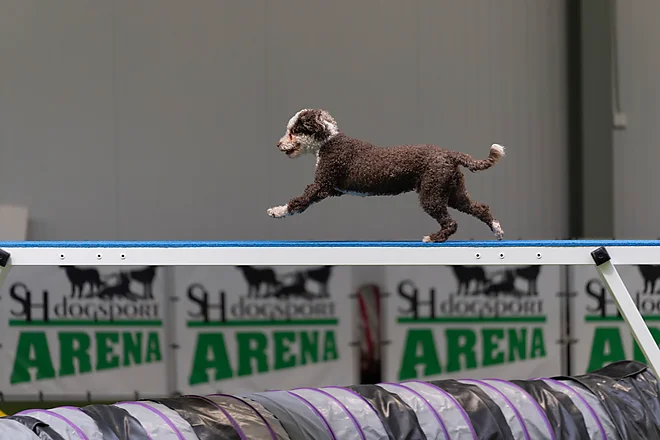 Agility Masters 2025