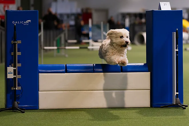 Agility Masters 2025