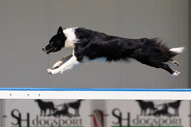 Agility Masters 2025