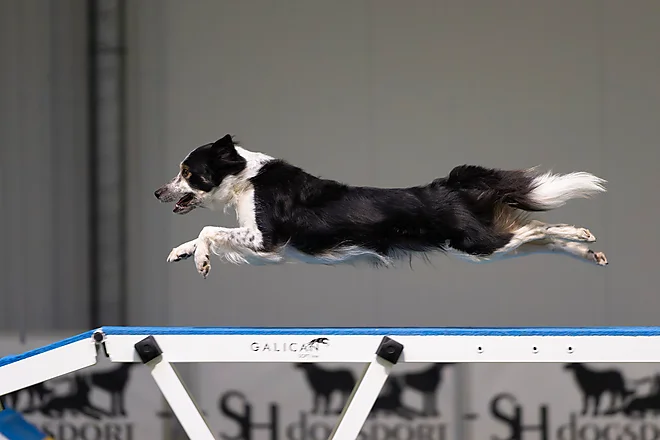 Agility Masters 2025