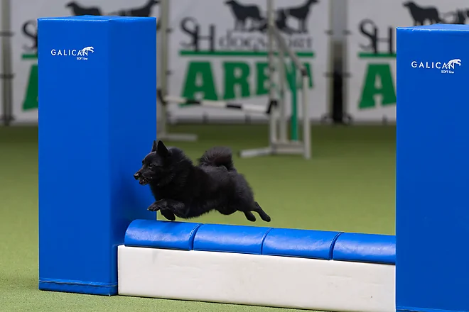 Agility Masters 2025
