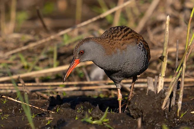 Wasserralle (Rallus aquaticus)