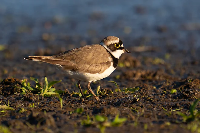 Little ringed plover (Charadrius dubius)