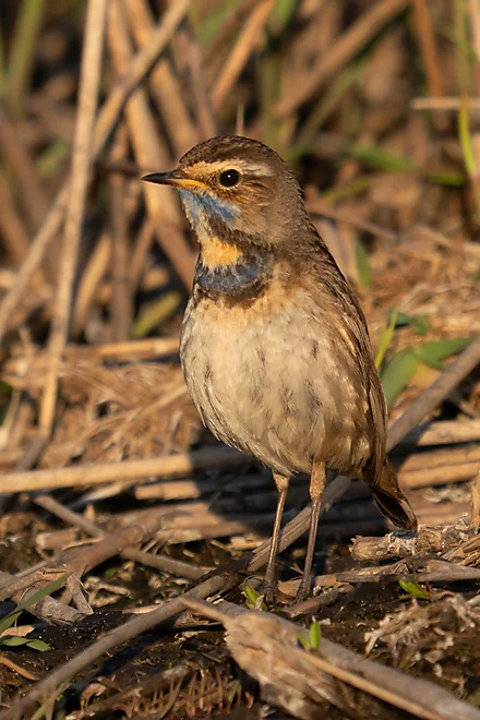 Bluethroat (female) (Luscinia svecica)