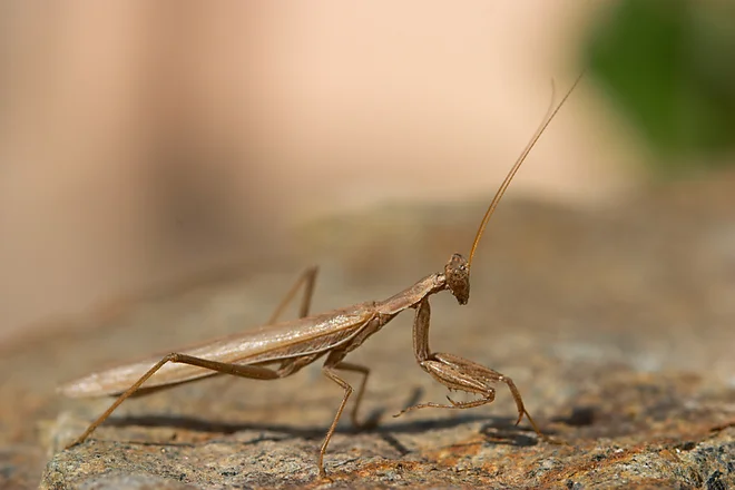 Mittelmeer-Gottesanbeterin (Iris oratoria)