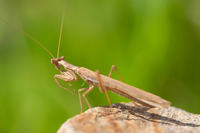 Mittelmeer-Gottesanbeterin (Iris oratoria)