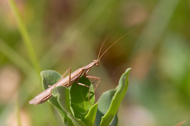 Mittelmeer-Gottesanbeterin (Iris oratoria)