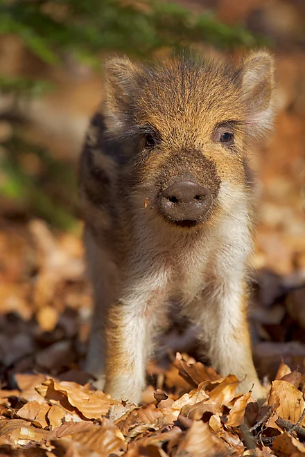 Wild Boar (Sus scrofa)
