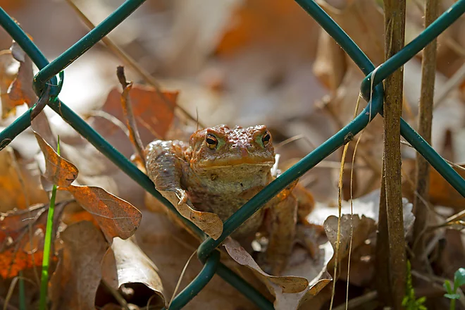 Erdkröte (Bufo bufo)