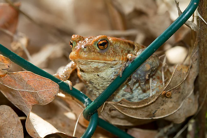 Erdkröte (Bufo bufo)