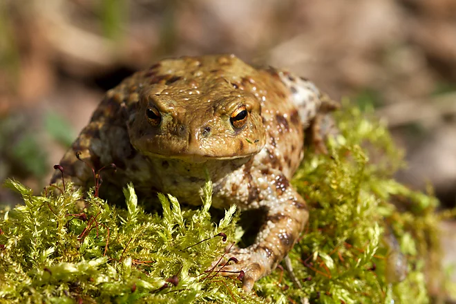 Erdkröte (Bufo bufo)