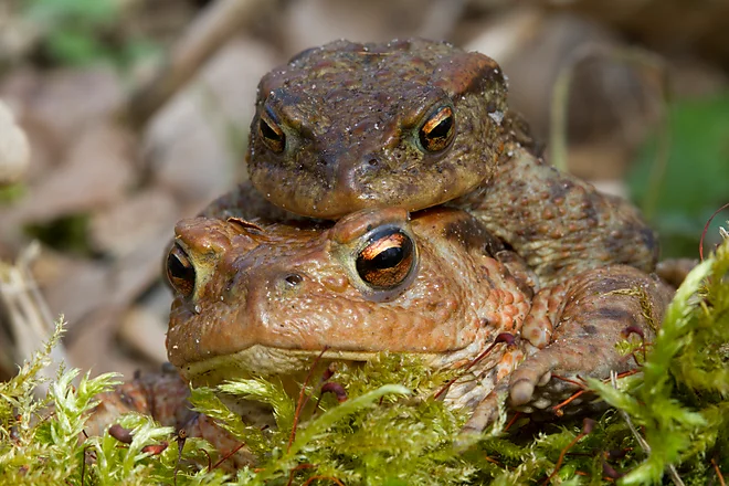 Krötenwanderung, Erdkröte (Bufo bufo)