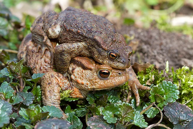 Krötenwanderung, Erdkröte (Bufo bufo)