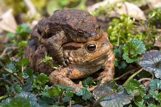 Krötenwanderung, Erdkröte (Bufo bufo)