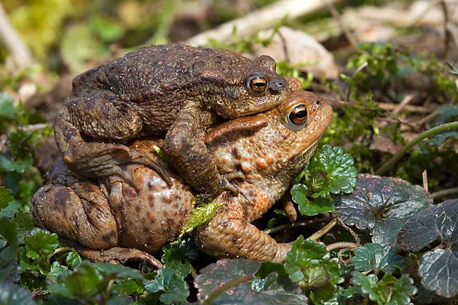 Krötenwanderung, Erdkröte (Bufo bufo)