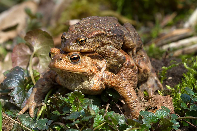 Krötenwanderung, Erdkröte (Bufo bufo)