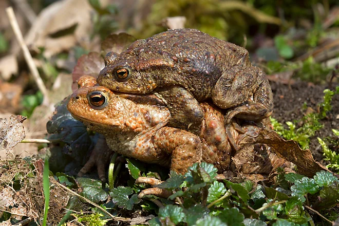 Krötenwanderung, Erdkröte (Bufo bufo)