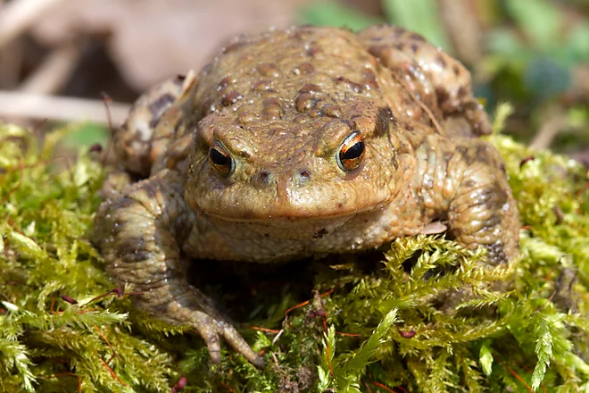 Erdkröte (Bufo bufo)