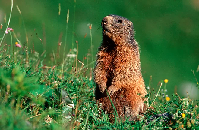 Alpine marmot in Berchtesgaden National Park (Marmota marmota)
