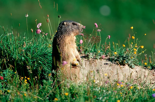 Alpine marmot in Berchtesgaden National Park (Marmota marmota)