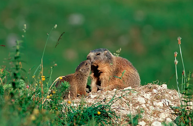 Alpine marmot in Berchtesgaden National Park (Marmota marmota)