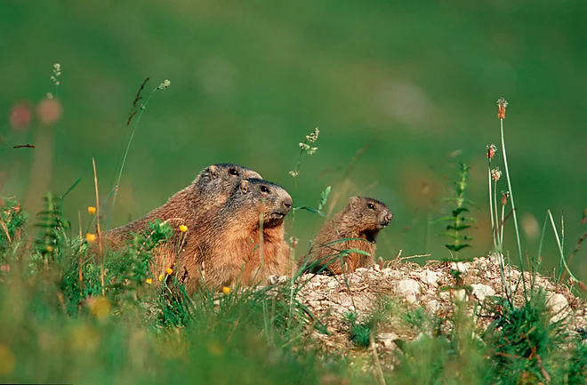 Alpine marmot in Berchtesgaden National Park (Marmota marmota)