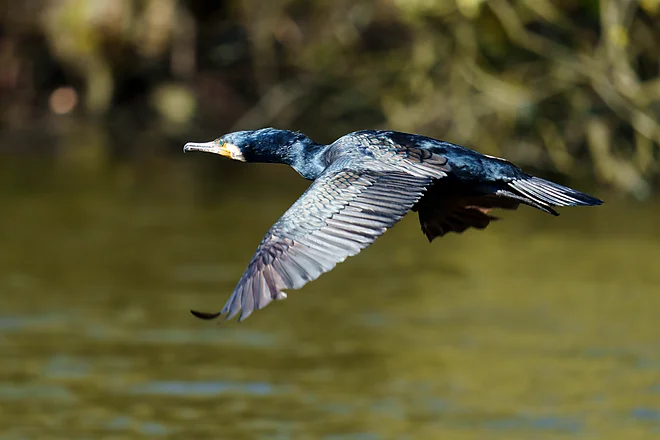 Kormoran (Phalacrocorax carbo)