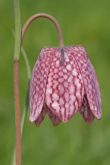 Snake's head fritillary (Fritillaria meleagris)